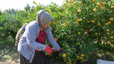 Adana’da Mandalina Hasadı Rekor Kırdı! Gelir Dibe Vurdu